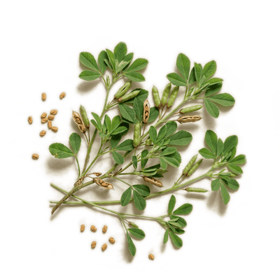 Fenugreek Seed Extract