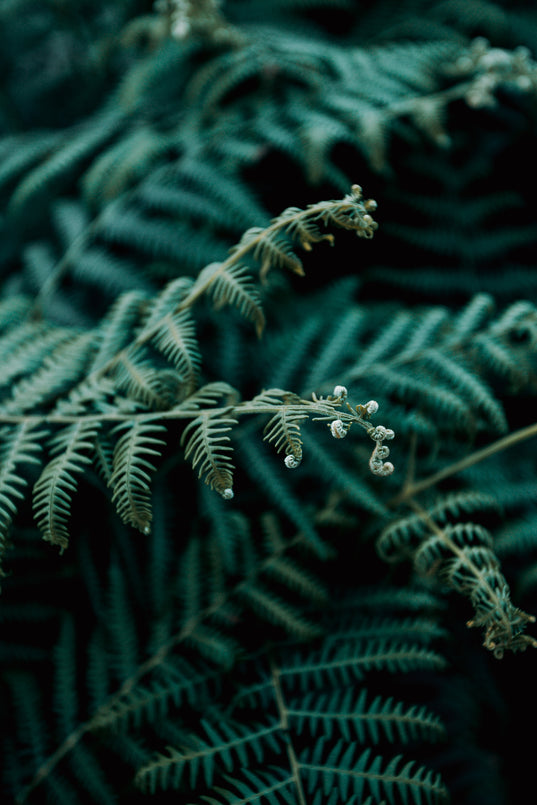 new fern opening up