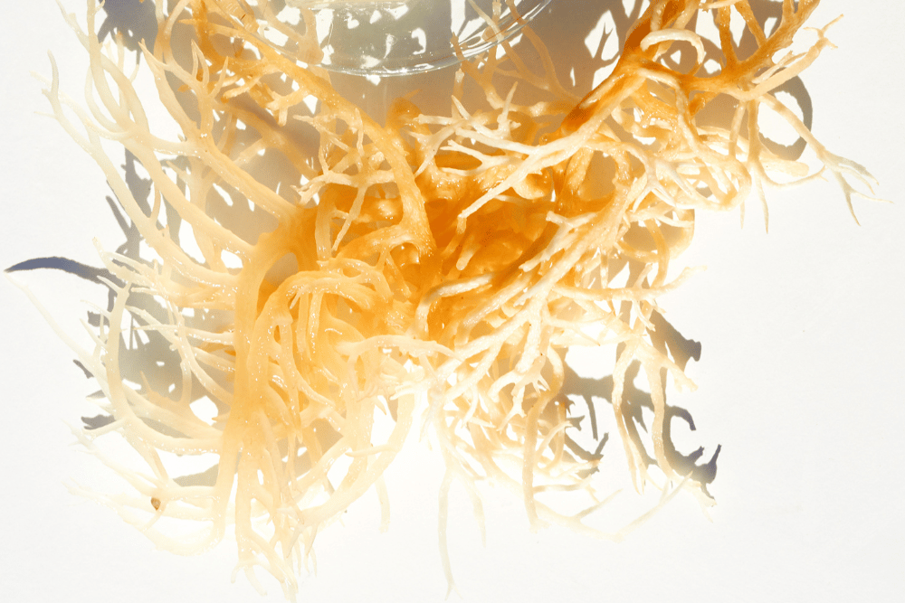 What is Sea Moss Good For?