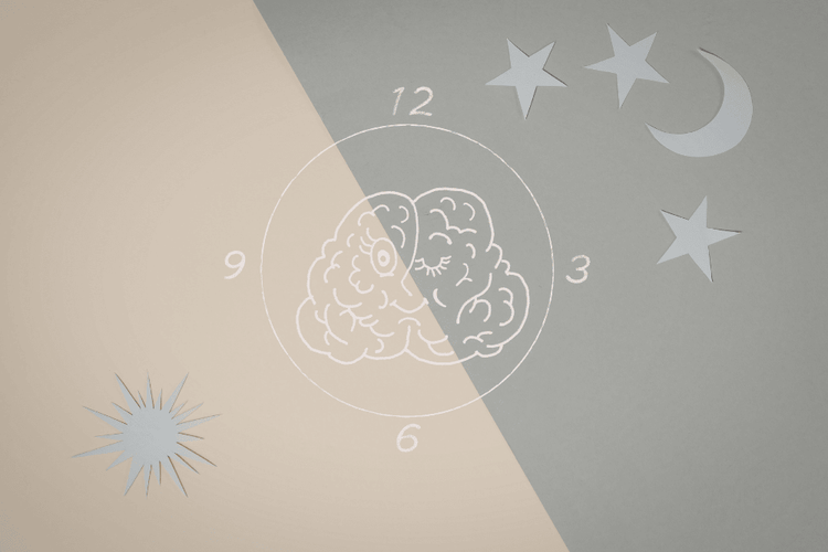 Illustration of the circadian rhythm