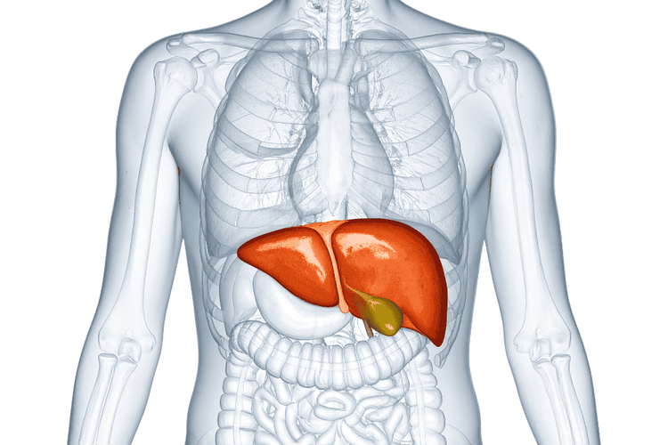 The Guide to Liver Health