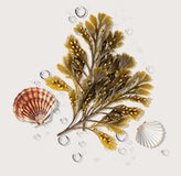 Seaweed, shells, and water droplets on a light background