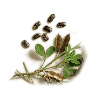 Velvet Bean Extract