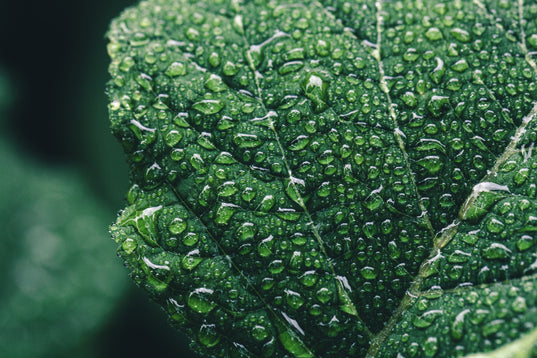 Moisture on a leaf