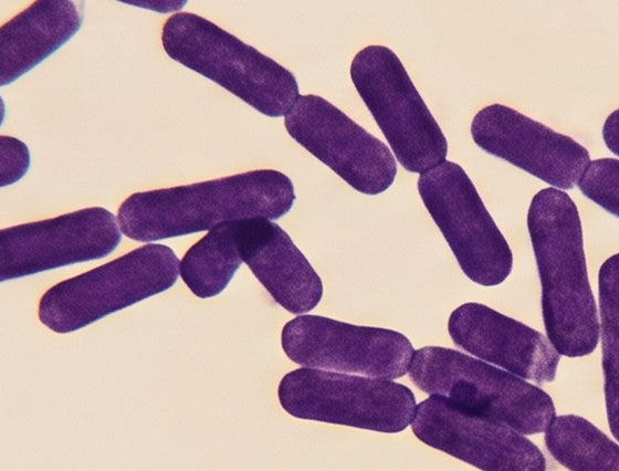 Bacillus coagulans