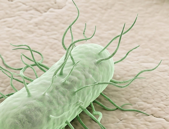 Lactobacillus acidophilus