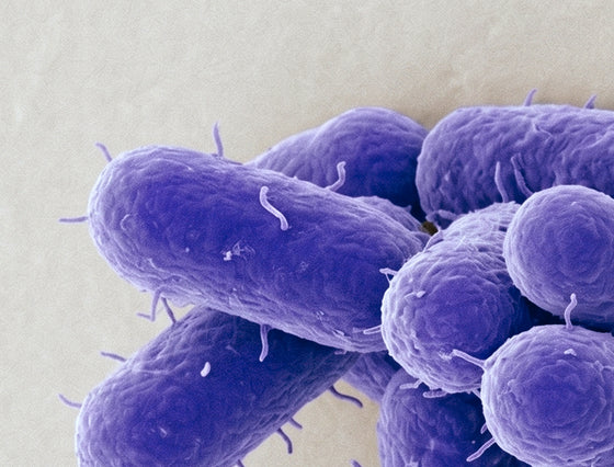 Lactobacillus rhamnosus